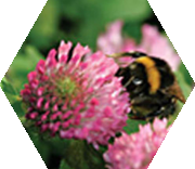 Buzz Pollination image