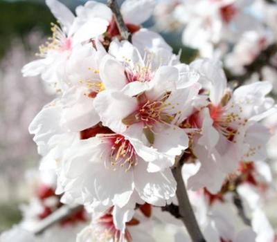 image of Almond (Prunus dulcis)