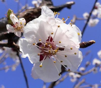 image of Apricot (Prunus armenica)