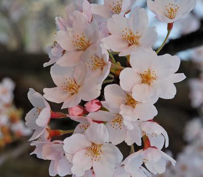 image of Cherry (Prunus cerasus)
