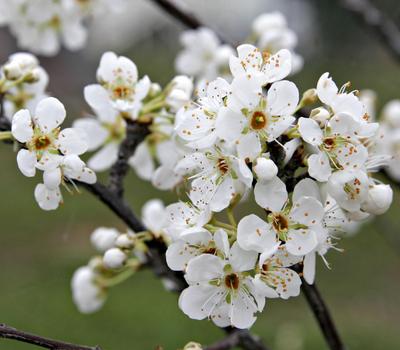 image of Plum (Prunus Domestica)