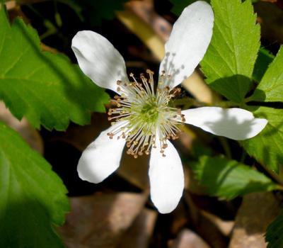 image of Raspberry (Rubus idaeus)