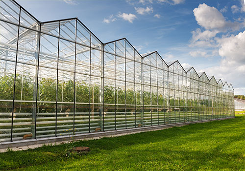 Greenhouse Crops